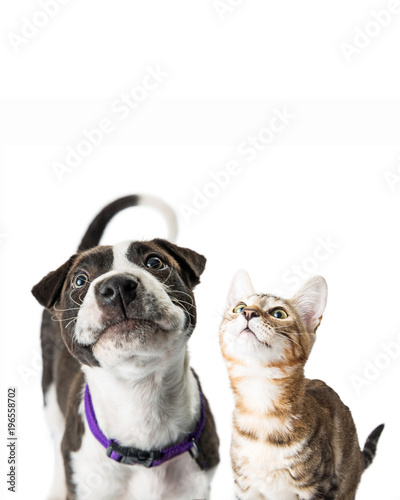 Fototapeta Naklejka Na Ścianę i Meble -  Closeup Cute Puppy and Kitten Looking Up