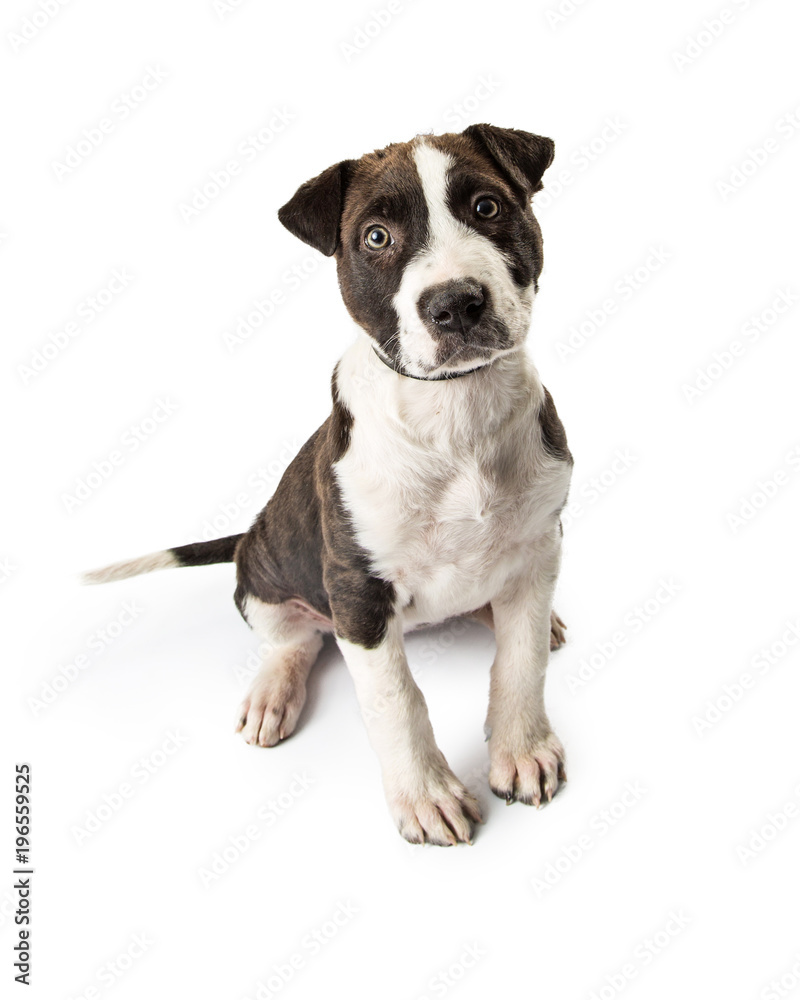 Cute Terrier Puppy Sitting Looking at Camera