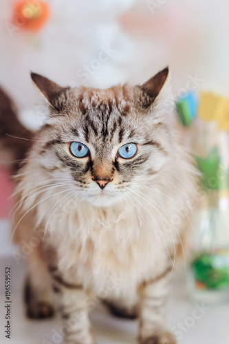 Fototapeta Naklejka Na Ścianę i Meble -  Close-up of an incredible cat that sits and looks at the camera