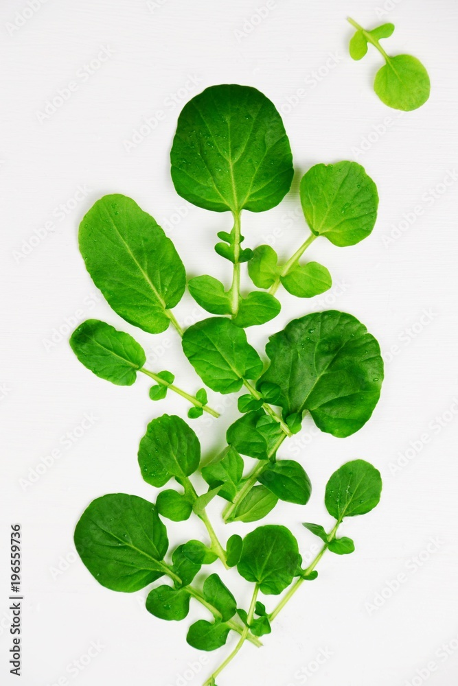 Land cress salad isolated. Top view Land cress salad isolated. Top view