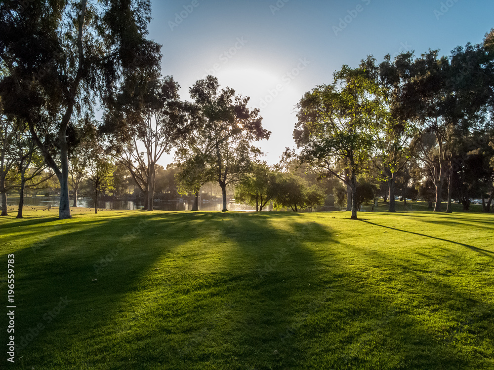 Park With Trees