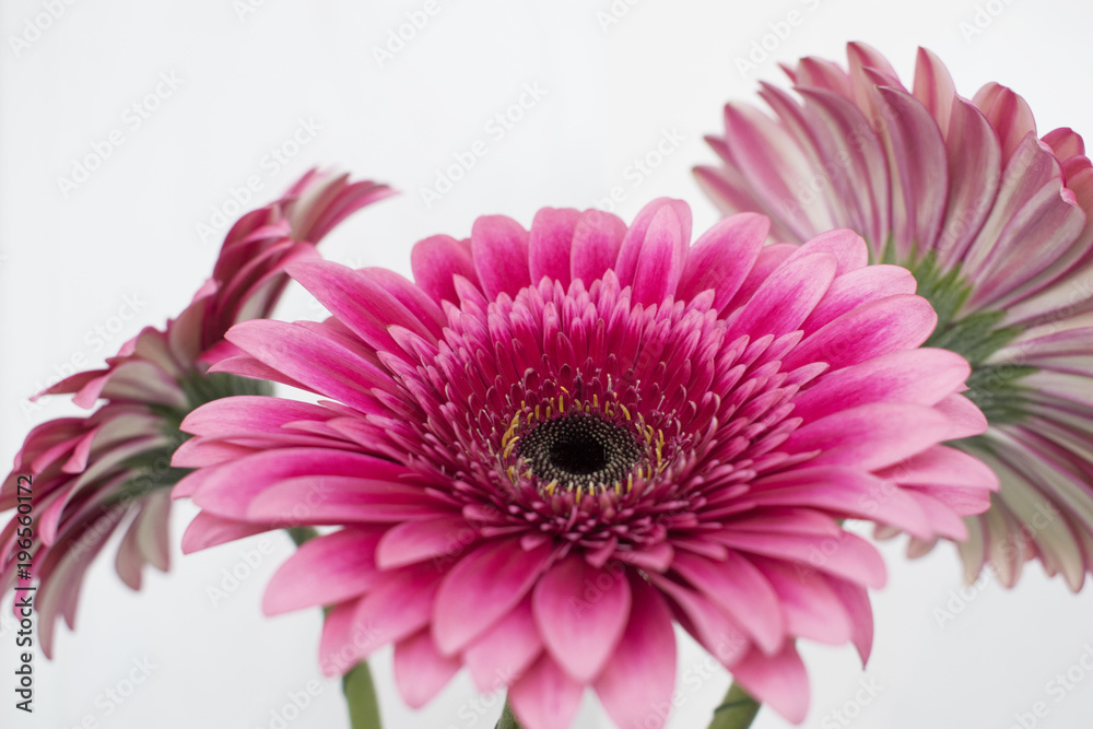 Pink gerbera daisy bouquet. Pink gerbera daisy bouquet.