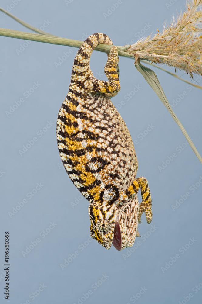 Fototapeta premium Chameleon (Furcifer lateralis)/Carpet Chameleon basking on plant stem