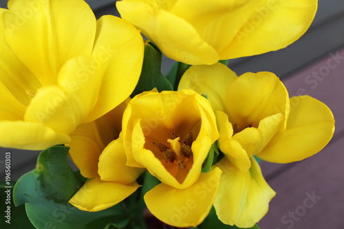 Close up of yellow tulips  top view