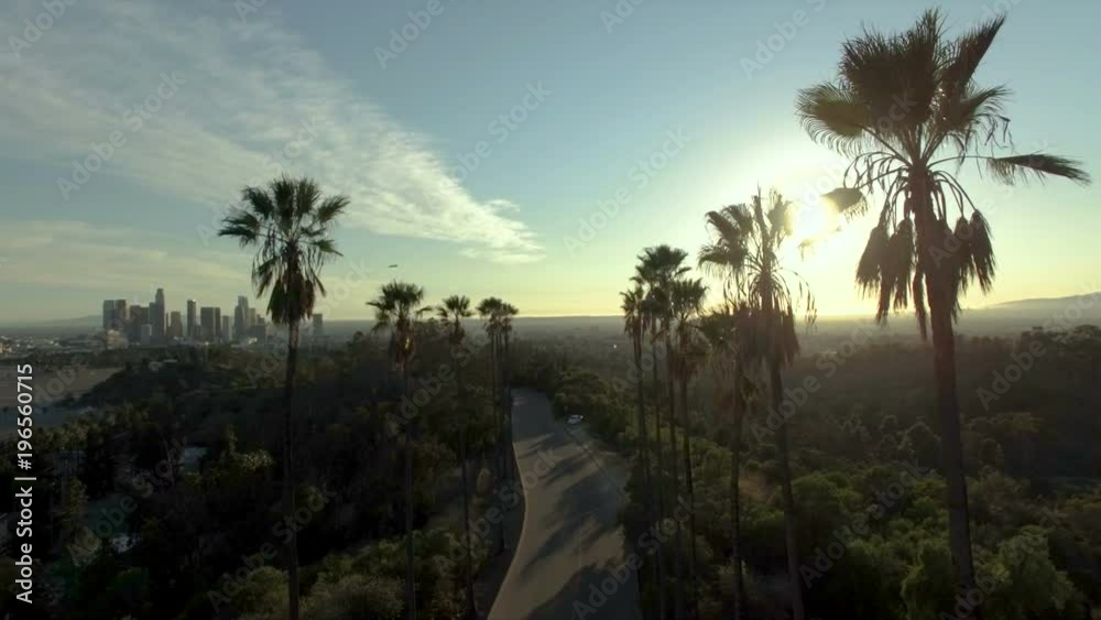 Aerial drone view above palm trees in sunlight over downtown LA Aerial drone view above palm trees in sunlight over downtown LA