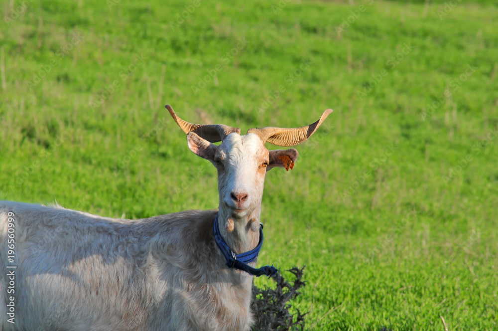 animal herbívoro