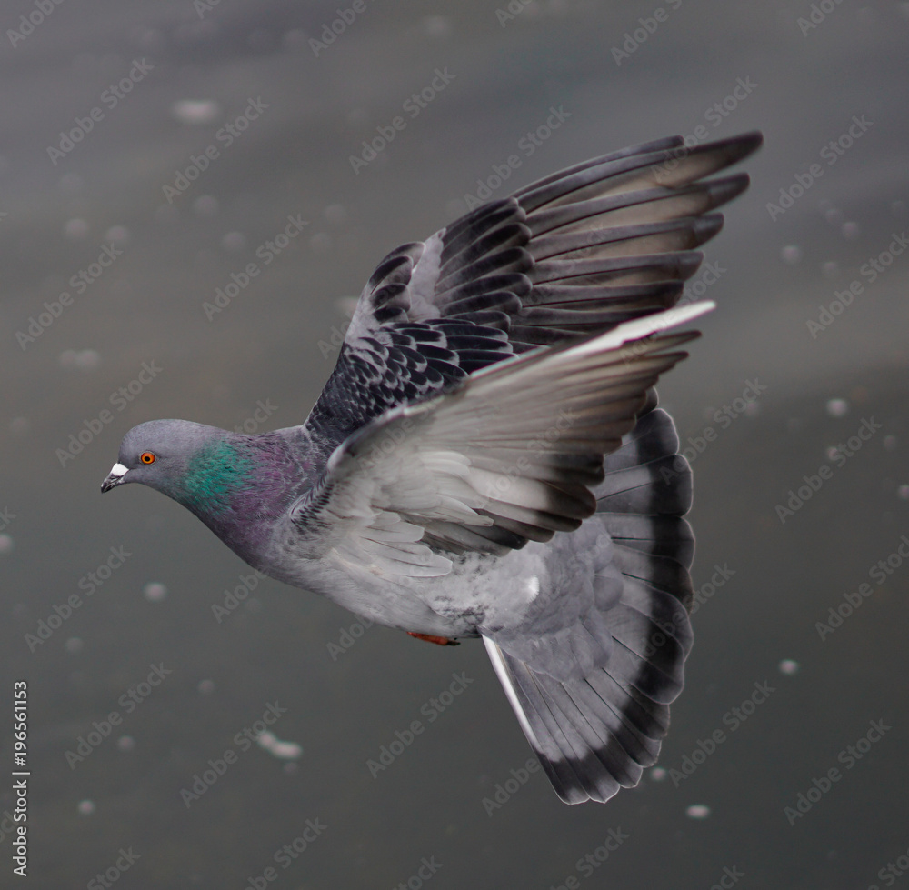 pigeon in flight pigeon in flight