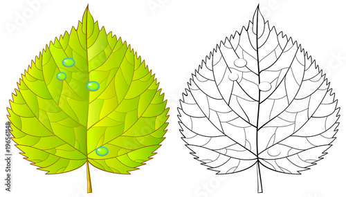 Colorful and black and white pattern for coloring. Illustration of linden leaf. Worksheet for children and adults. Vector image.