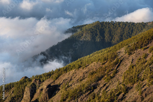 Sea of clouds in the forest of teide national park, Tenerife, Canary islands, Spain.