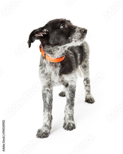 Timid Small Rescue Puppy Looking Side