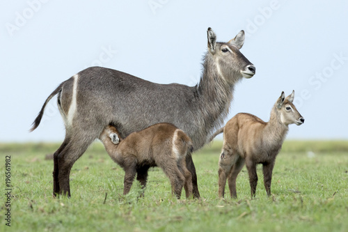 Waterbuck in the Okavango Delta