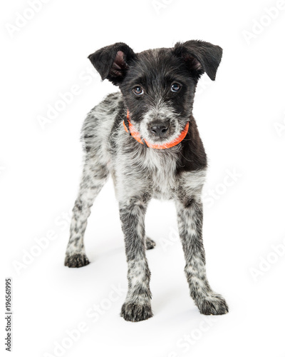 Wirehaired Terrier Crossbreed Puppy