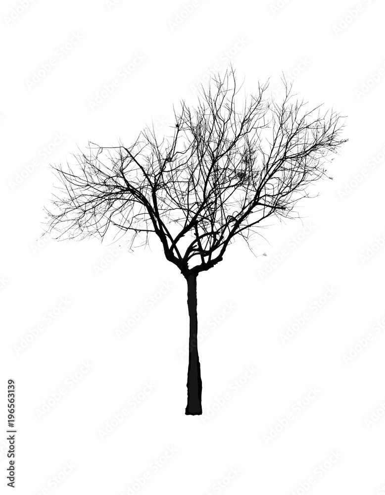 Obraz premium Tree silhouette sky at dusk