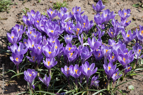 group of crocus in the garden