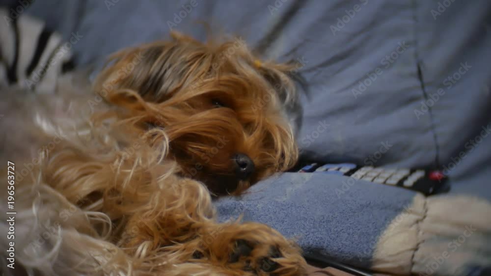 shaggy old dog asleep on the couch next to TV remote control. pet dog indoors shaggy slow motion video shaggy old dog asleep on the couch next to TV remote control. pet dog indoors shaggy slow motion video