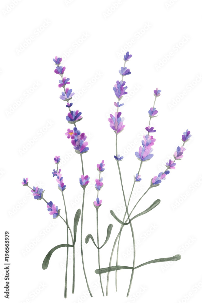 Obraz premium Gentle blossom floral lavender bouquet. Watercolor isolated object.