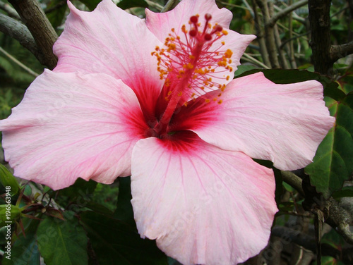 Fiore di ibisco photo