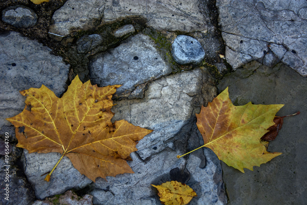 Photo of two leaves with cold colours and sunlight Photo of two leaves with cold colours and sunlight