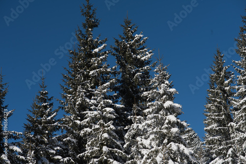 winter landscape in forest at sunset