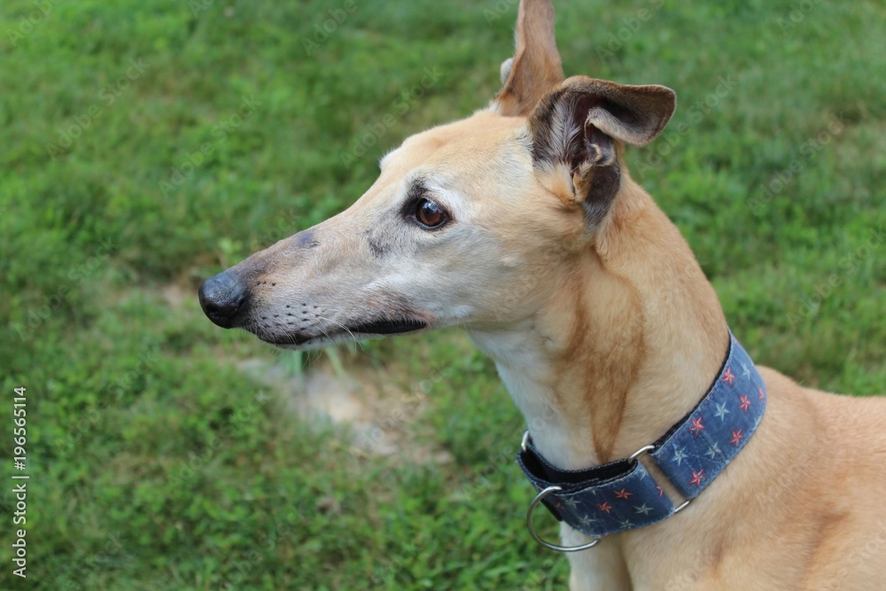 BEAUTIFUL TAN GREYHOUND DOG