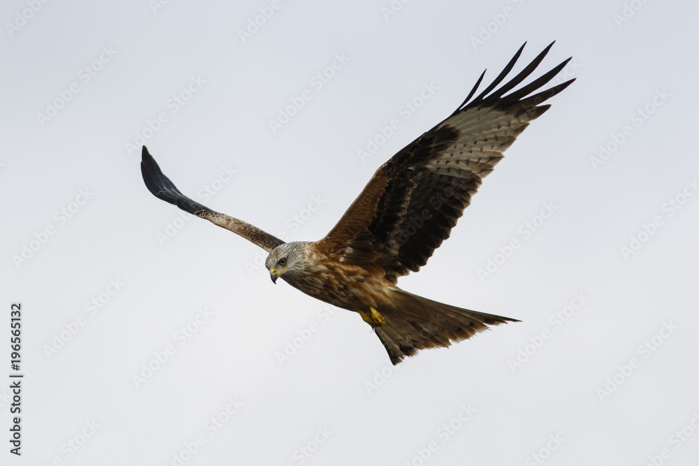 Fototapeta premium Red Kite (Milvus milvus), in flight, Castile and Leon, Spain.