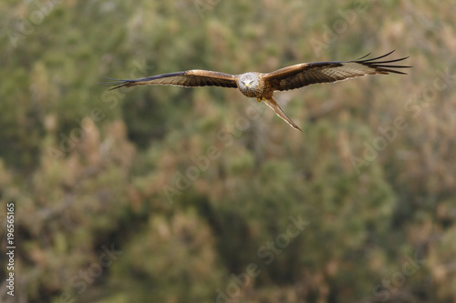 Red Kite (Milvus milvus), in flight, Castile and Leon, Spain. © Brais Seara