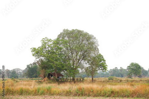 Rice field hot and dry, old and broken hut near the big tree in summer season hot and dry countryside of Thailand