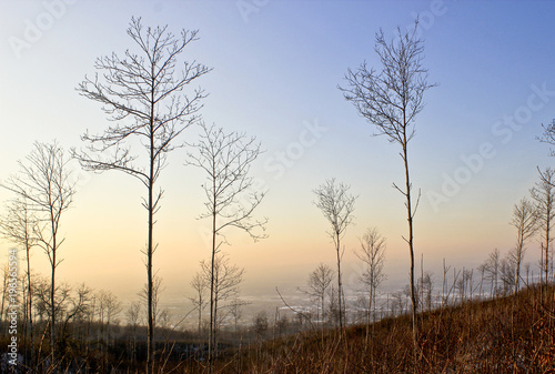  backlit trees in a mountains in winter