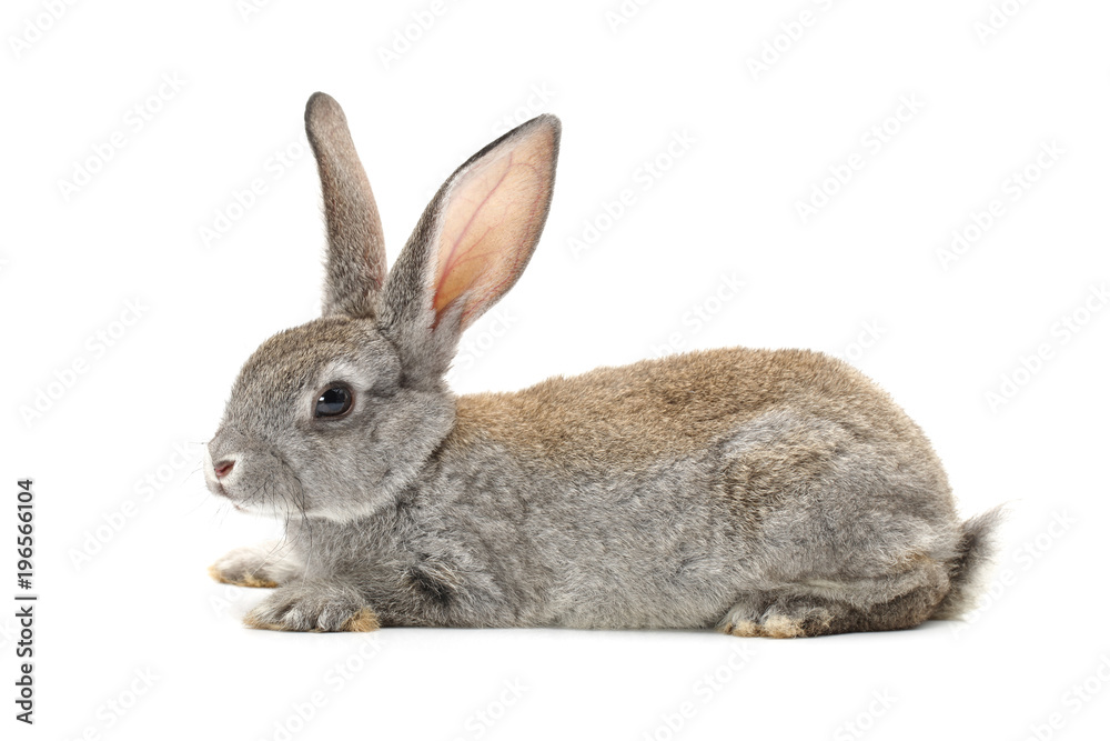 grey rabbit on a white background