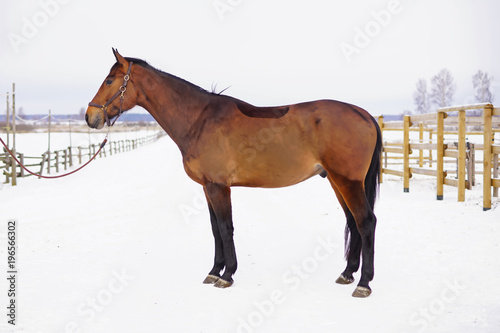 Fototapeta Naklejka Na Ścianę i Meble -  Brown horse with a clipped out coat staying and posing on a snow in winter
