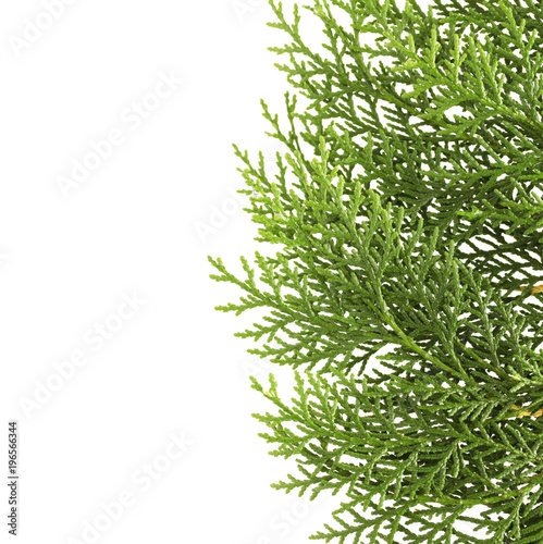 Leaves of pine tree or Oriental Arborvitae   Scientific Name Thuja Orientalis   on white background