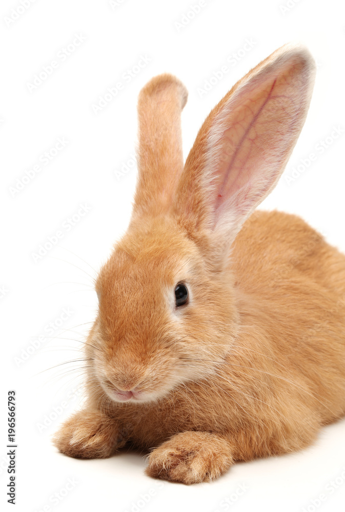 Obraz premium orange rabbit on white background 