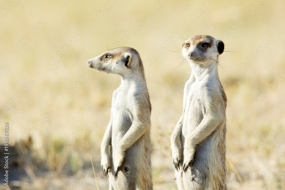Meerkat in golden morning light Meerkat in golden morning light