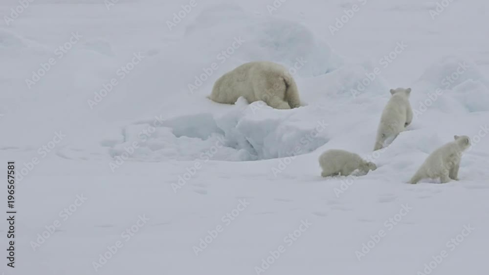 A polar bear and baby cubs struggle in on an ice floe as global warming ...