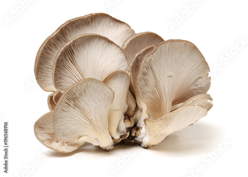 oyster mushroom on white background