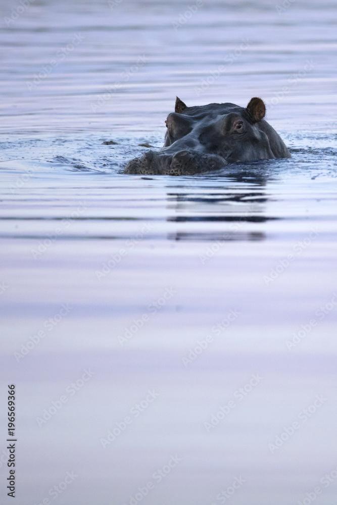 Fototapeta premium Hippo in the Okavango Delta