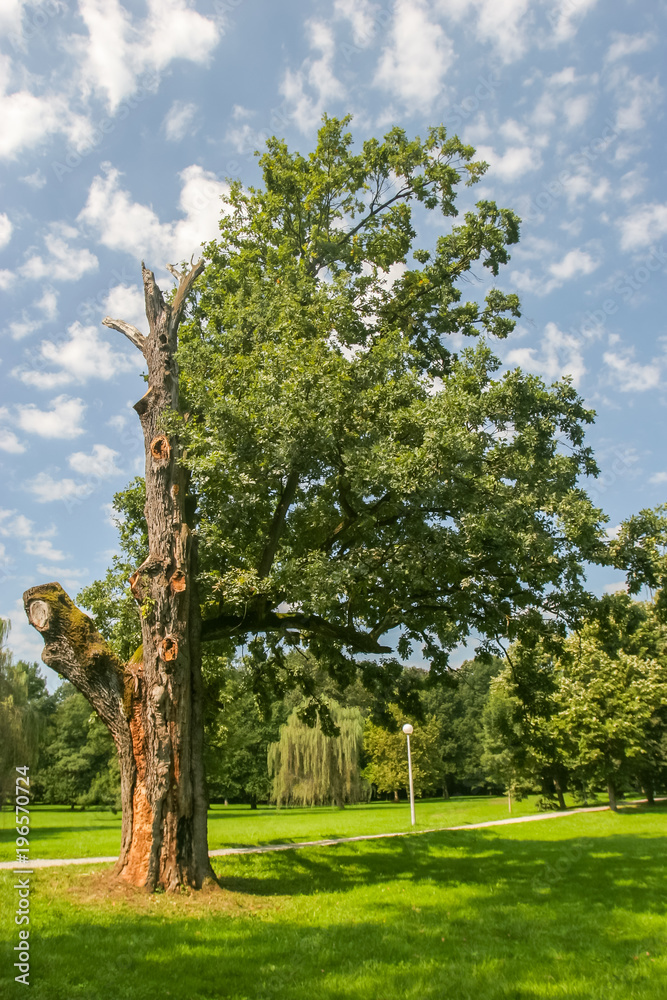 Fototapeta premium Old Oak tree in the park behind the Pejaevi Castle in Nasice, Croatia.