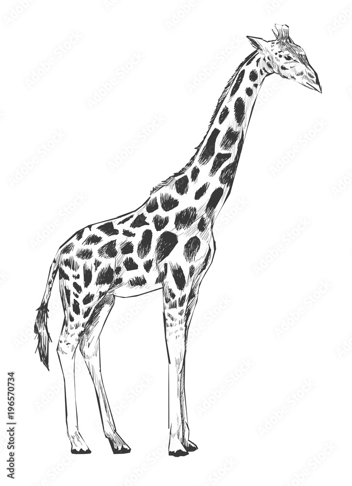 Naklejka premium Illustration of giraffee