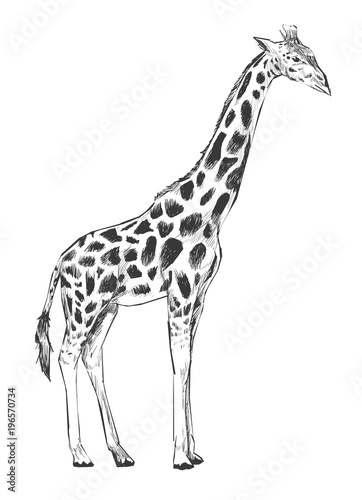 Illustration of giraffee