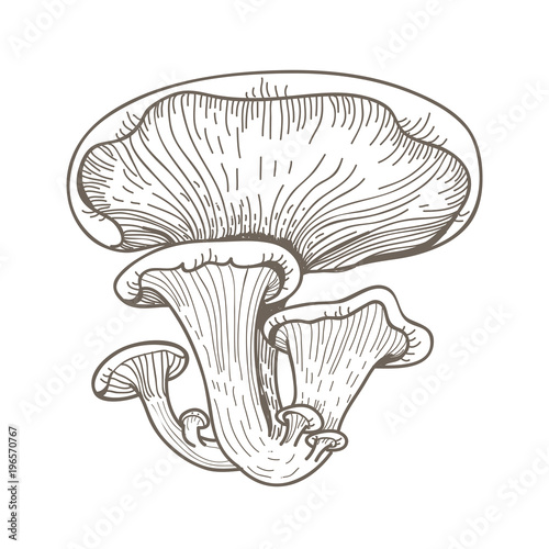 Illustration of mushrooms