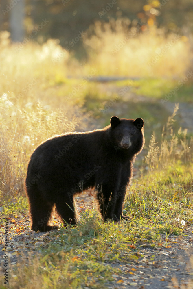 Fototapeta premium Black Bear standing in rural road watching, late afternoon sunlight.