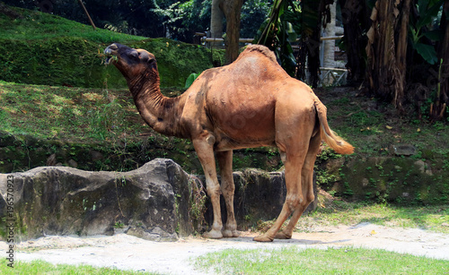 Dromedary camels eat grass.