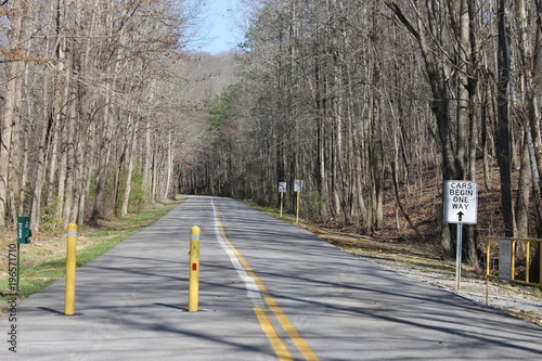 Lonely road and trees