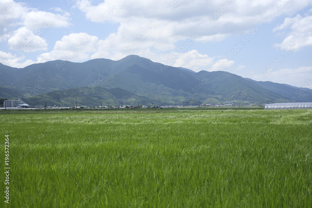 Fototapeta premium 夏の田んぼ