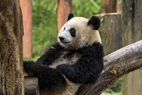 Smiling Panda © Richard Buchbinder