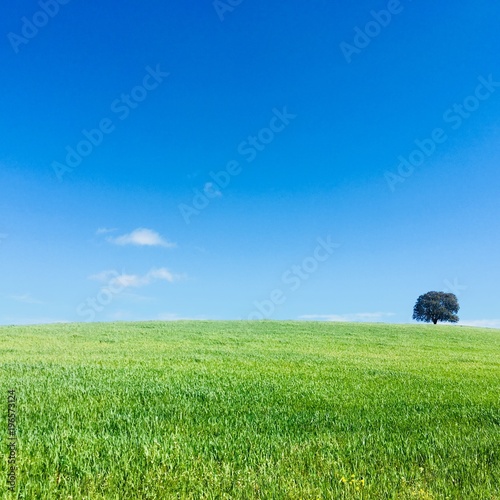 solitary tree in green field