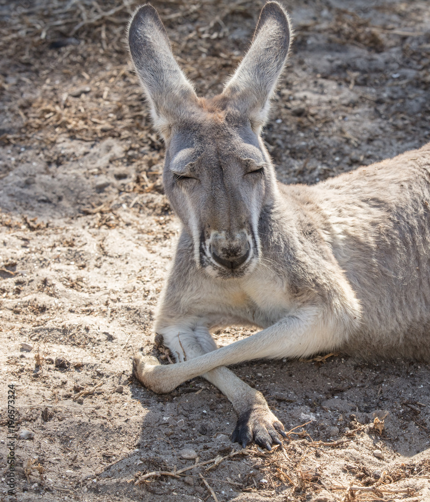 red kangaroo dozes off close up