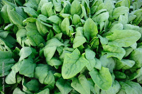 Green spinach in growth at vegetable garden