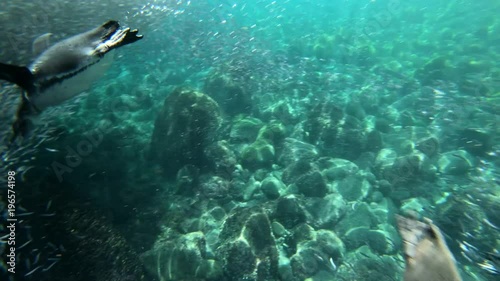 Galapagos penguins hunt anchovies underwater in a huge bait ball.