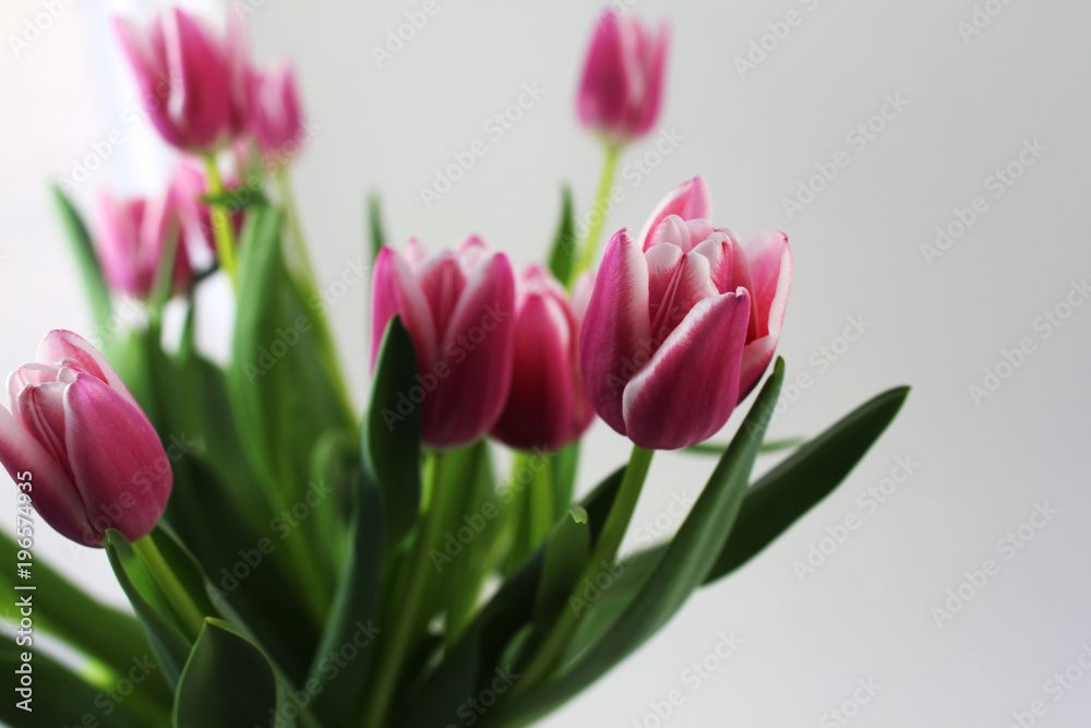 A bouquet of pink tulips on white background. Spring flowers.